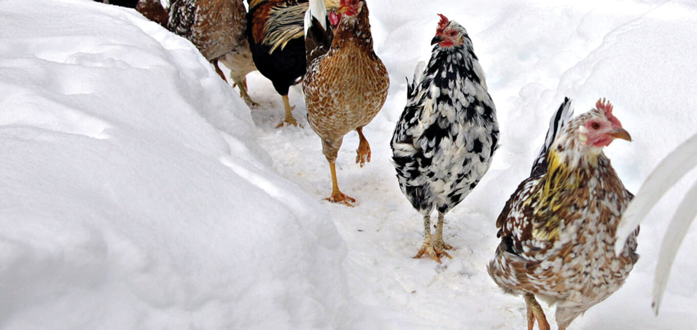 Icelandic Chickens: A Heritage Chicken Breed for Modern Homesteads – Mother Earth News - Vimarsana News